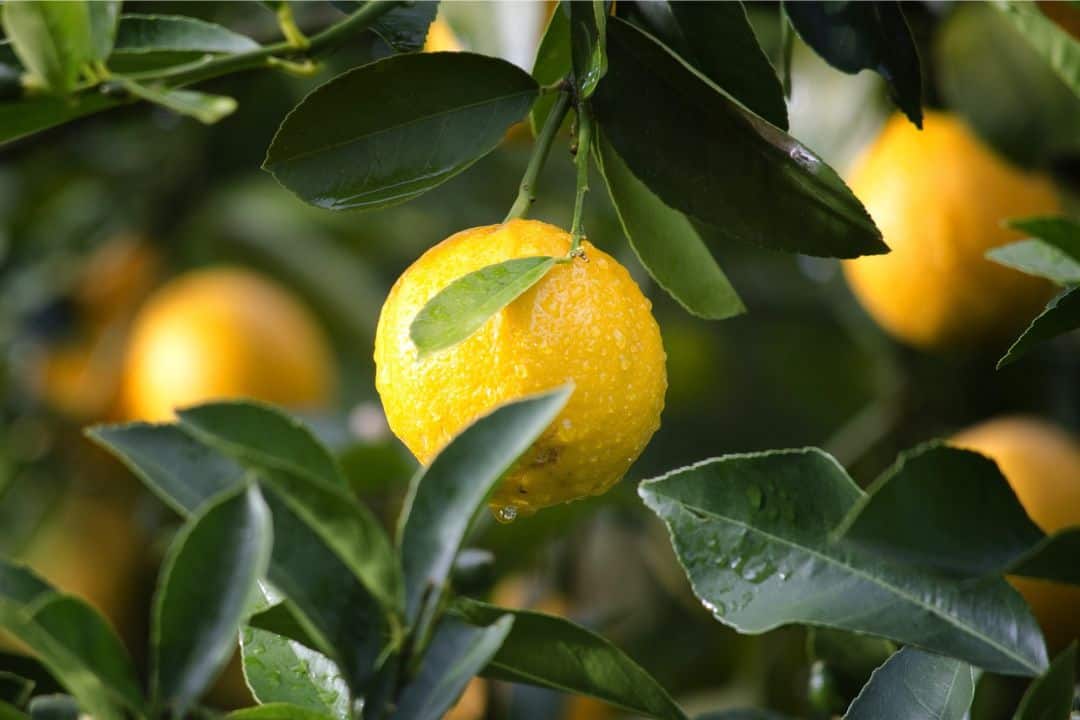 Best Summer Foods for Health Lemon 